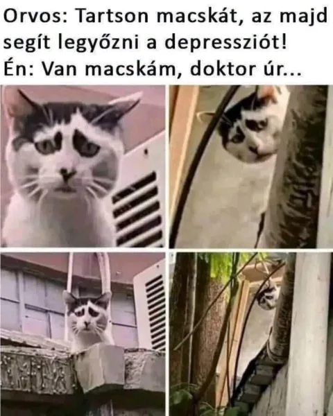 Orvos: Tartson macskát, az majd segít legyőzni a depressziót!