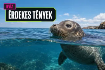 Állatok különleges képességei kvíz: tudod, melyik lát bőrrel és melyik alszik a levegőben?