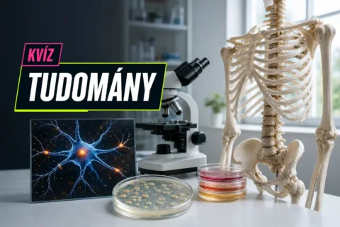 Emberi biológia kvíz: el tudod dönteni, melyik szerv, sejt vagy anyag mire való?
