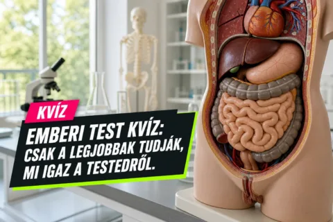 Emberi test kvíz: csak a legjobbak tudják, mi igaz a testedről