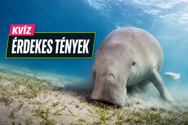 Furcsa állatok kvíz: elsőre ráismersz, melyik fajról szólnak a meghökkentő állítások? Furcsa állatok kvíz: elsőre ráismersz, melyik fajról szólnak a meghökkentő állítások?