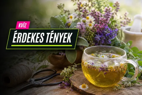 Gyógynövények kvíz: tudod, melyik növény jó torokfájásra, sebekre vagy álmatlanságra?