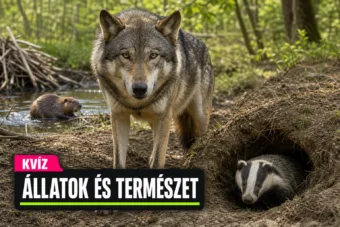 Hazai állatvilág kvíz: a hódtól a harcsáig tudod, melyik állatra mi jellemző?