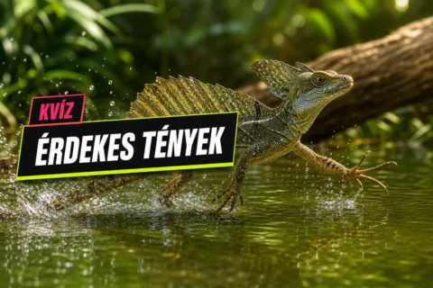 Különös állatok kvíz: a vízen járó gyíktól a tengeri egyszarvúig meglesz a 6/10?