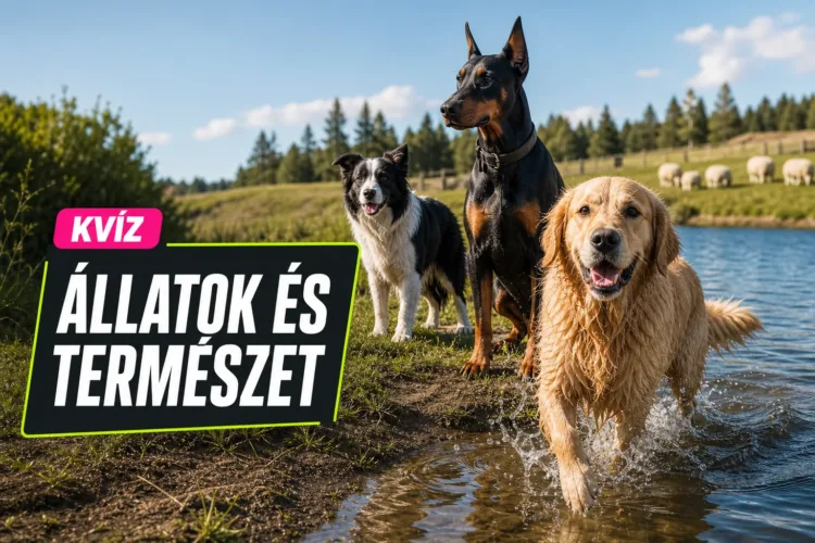Kutyafajták kvíz: elsőre össze tudod párosítani a fajtát a hozzá illő leírással? Kutyafajták kvíz: elsőre össze tudod párosítani a fajtát a hozzá illő leírással?