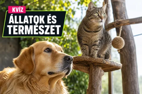 Kutyák és macskák kvíz: meg tudod mondani, mi igaz róluk, és mi tévhit?