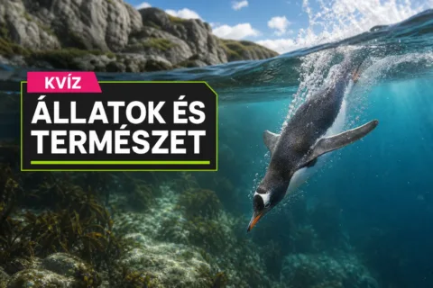 Kvíz: a madárvilág különlegességei – melyik különlegesség melyik madáré?