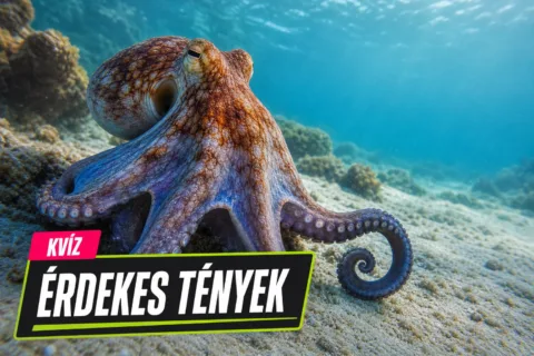 Kvíz: állati furcsaságok és rekordok – tudod, melyik tény melyik állathoz tartozik?