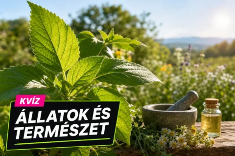 Kvíz: gyökértől a termésig meg tudod mondani, mi mire való?