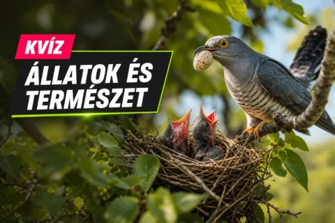 Kvíz: madarak világa – nemcsak látod őket, azt is tudod, hogyan élnek?