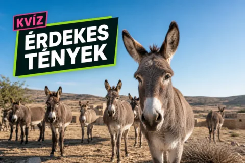 Kvíz: meglepő tények – el tudod dönteni, melyik furcsaság igaz?