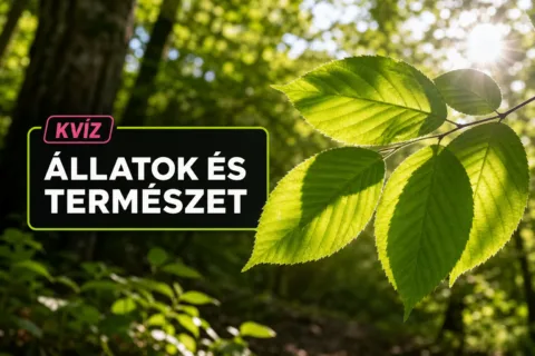 Kvíz: növények világa – össze tudod párosítani a jelenségeket a valódi okukkal?