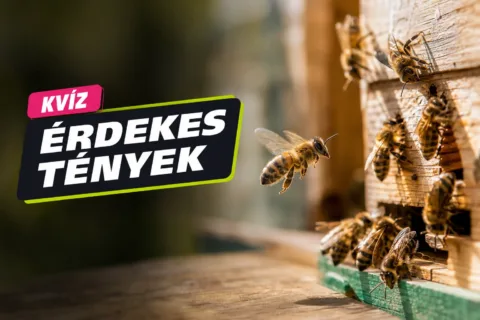 Kvíz: rovarok – el tudod dönteni, mi igaz rájuk, és mi csak tévhit?