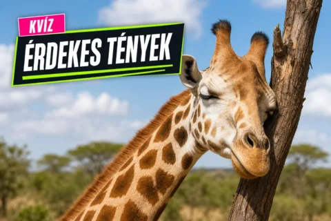 Kvíz: világrekordok és érdekességek – a zsiráftól a világűrig elsőre is tudod, mi igaz?