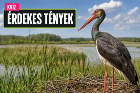 Magyar természetvédelem kvíz: tudod, melyik park, faj vagy tó miben különleges?