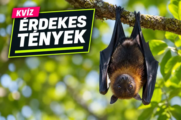 Mindennapi tévhitek kvíz: meglesz 6 jó válasz a biztosnak hitt állításokra? Mindennapi tévhitek kvíz: meglesz 6 jó válasz a biztosnak hitt állításokra?