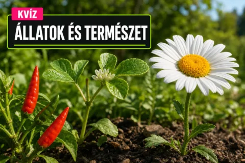 Növényismereti kvíz: a fészekvirágzattól a húsevő növényig tudod, melyikről van szó?
