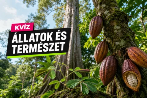 Növénytan kvíz: össze tudod párosítani a növényeket azzal, amit adnak vagy amire képesek?