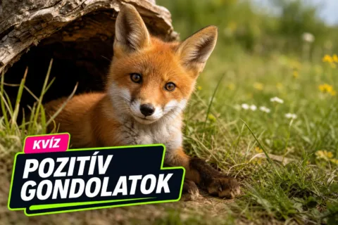 Régi mesék kvíz: be tudod azonosítani a figurákat egyetlen árulkodó részletből?
