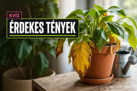 Szobanövény-gondozás kvíz: meg tudod mondani, mit jelez a sárguló vagy barnuló levél?