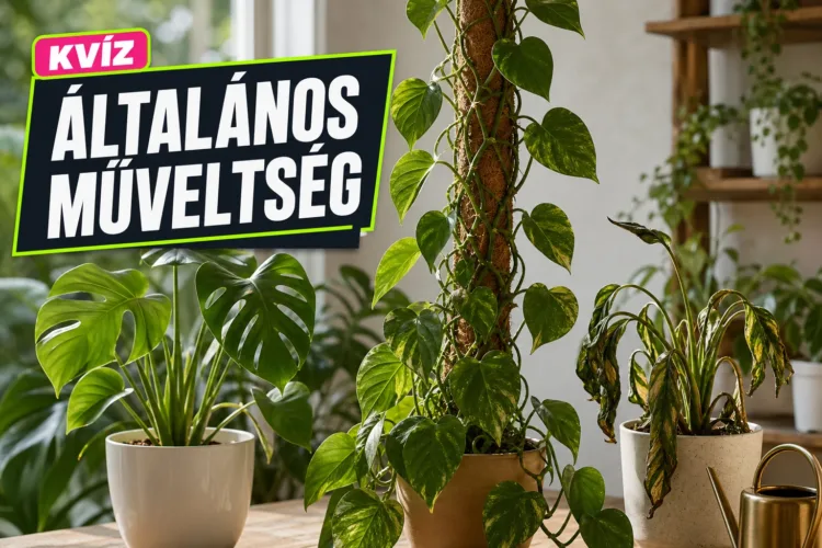 Szobanövény kvíz: össze tudod párosítani, melyik „sír”, mászik vagy éjjel „alszik”? Szobanövény kvíz: össze tudod párosítani, melyik „sír”, mászik vagy éjjel „alszik”?