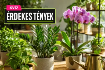 Szobanövények és ápolásuk kvíz: tudod, melyiknek mi tesz igazán jót?