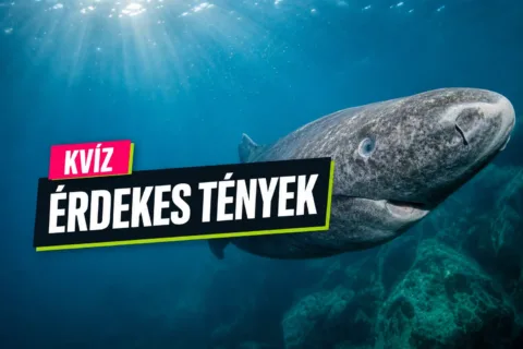 Tény vagy tévhit kvíz: a ceruzabéltől a grönlandi cápáig kiszúrod, mi igaz?