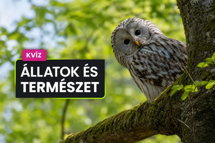 Természetismereti kvíz: a bagolytól a gránitig elsőre el tudod dönteni, mi igaz? Természetismereti kvíz: a bagolytól a gránitig elsőre el tudod dönteni, mi igaz?