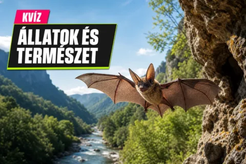 Természetismereti kvíz: a denevértől az erózióig nem kevered össze, mi mire jellemző?