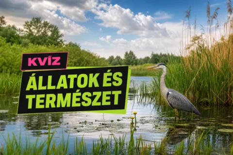 Természetismereti kvíz: az avartól a zivatarfelhőig meglesz a 8/10?