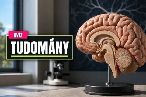 Tudományos tévhitek kvíz: az agy 10%-ától a kék vérig hányról mondod ki, hogy hamis?