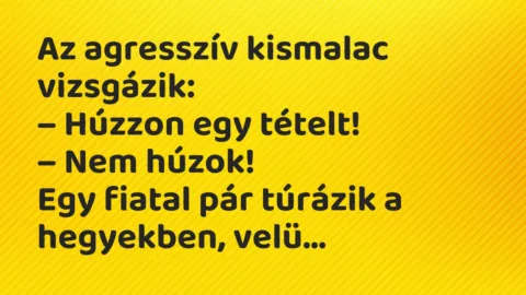 Vicc: Az agresszív kismalac vizsgázik…