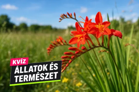 Virágok népies nevei kvíz: csak a legjobbak tudják, melyik név melyik növényt jelöli
