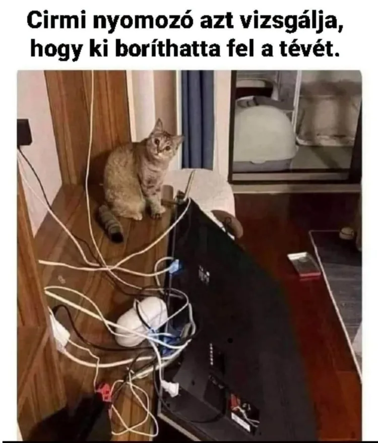 Cirmi nyomozó azt vizsgálja, hogy ki boríthatta fel a tévét Cirmi nyomozó azt vizsgálja, hogy ki boríthatta fel a tévét