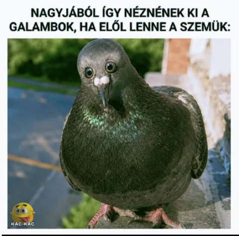 Nagyából így néznének ki a galambok, ha elöl lenne a szemük?