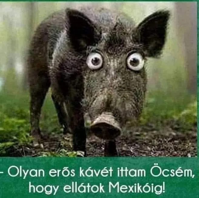 Olyan erős kávét ittam öcsém, hogy ellátok Mexikóig! Olyan erős kávét ittam öcsém, hogy ellátok Mexikóig!