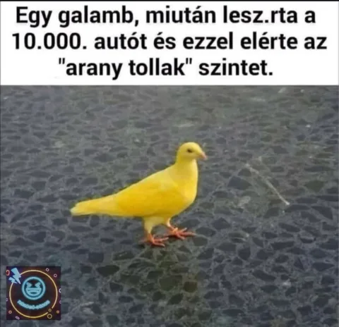 Egy galamb, miután lesz.rta a 10.000. autót...