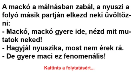 Vicc: A mackó a málnásban zabál, a nyuszi a folyó másik partján