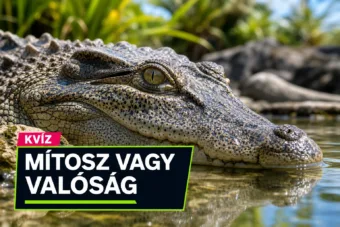 Mítosz vagy valóság kvíz: el tudod választani a közismert tévhiteket a valóságtól?