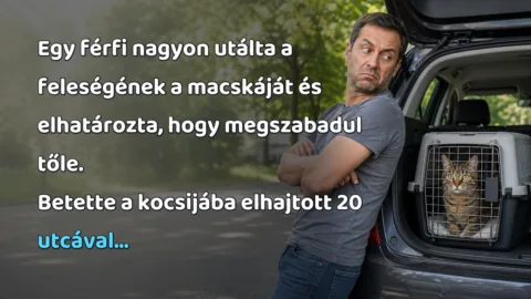 Egy férfi nagyon utálta a feleségének a macskáját és elhatározta, hogy megszabadul tőle. Betette a kocsijába elhajtott 20 utcával...