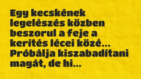 Vicc: Egy kecskének legelészés közben beszorul a feje a kerítés lécei közé…