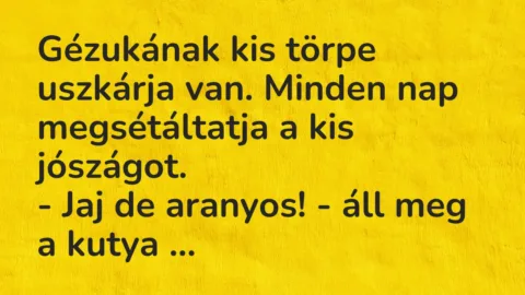 Vicc: Gézukának kis törpe uszkárja van. Minden nap megsétáltatja a kis…