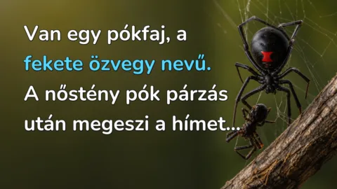 Van egy pókfaj, a fekete özvegy nevű. A nőstény pók párzás után megeszi a hímet...