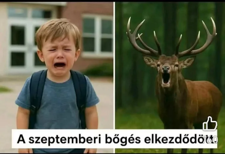 A szeptemberi bőgés elkezdődött A szeptemberi bőgés elkezdődött