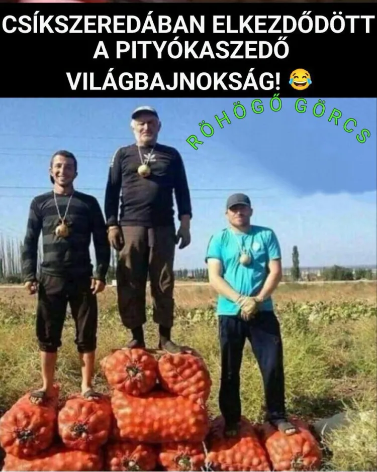 Csíkszeredában elkezdődött a pityókaszedő világbajnokság! Csíkszeredában elkezdődött a pityókaszedő világbajnokság!
