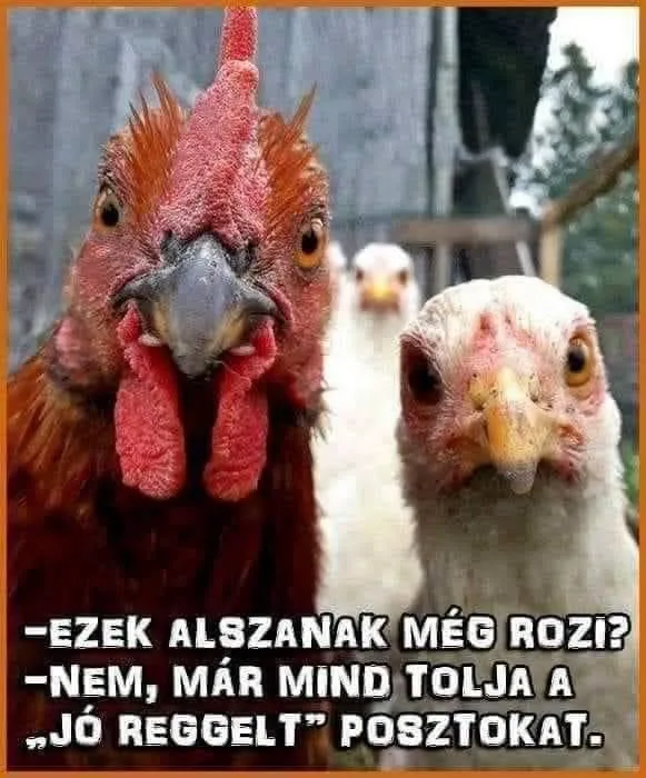 Ezek alszanak még rozi? Ezek alszanak még rozi?