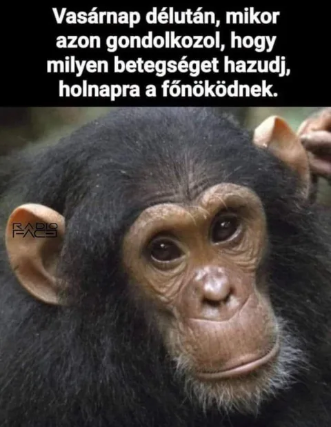 Vasárnap délután, mikor azon gondolkozol...