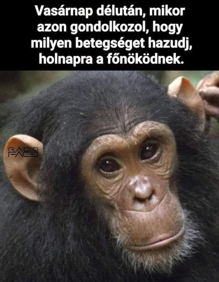 Vasárnap délután, mikor azon gondolkozol... Vasárnap délután, mikor azon gondolkozol...