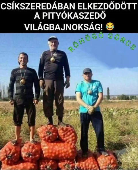 Csíkszeredában elkezdődött a pityókaszedő világbajnokság!