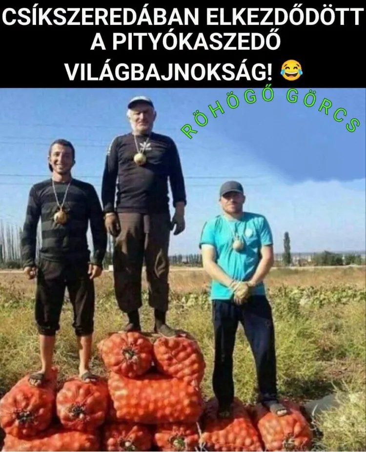 Csíkszeredában elkezdődött a pityókaszedő világbajnokság! Csíkszeredában elkezdődött a pityókaszedő világbajnokság!